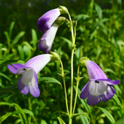 Penstemon Alice Hindley